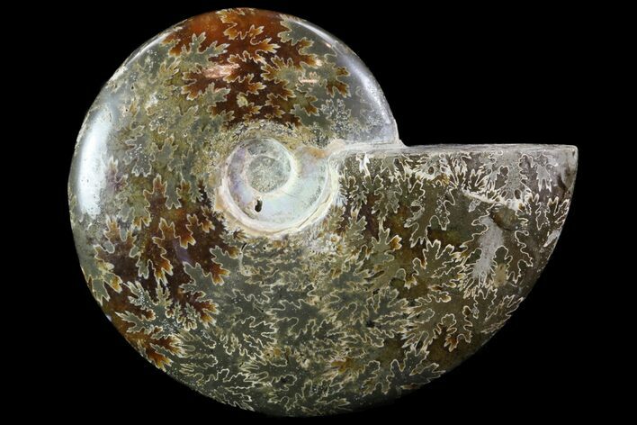 Polished, Agatized Ammonite (Cleoniceras) - Madagascar #75957